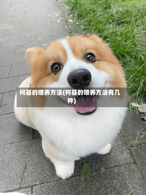 柯基的喂养方法(柯基的喂养方法有几种)-第2张图片