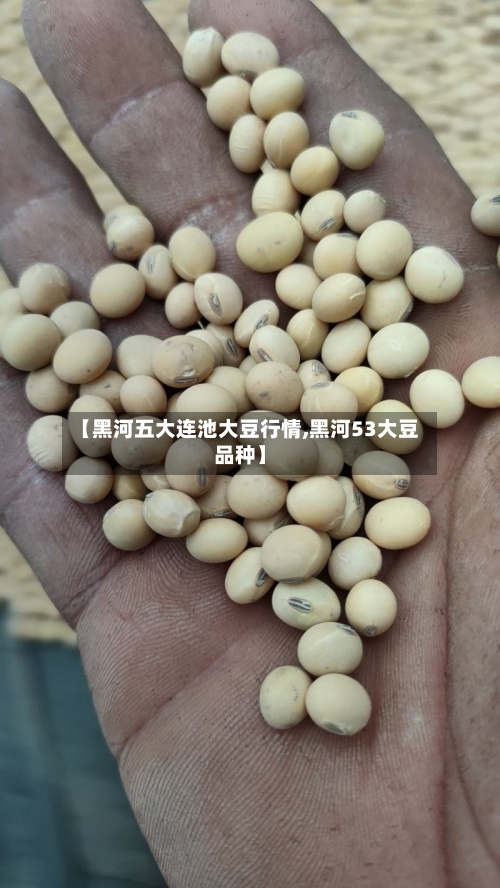 【黑河五大连池大豆行情,黑河53大豆品种】