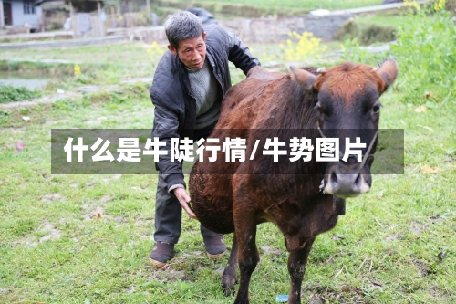 什么是牛陡行情/牛势图片