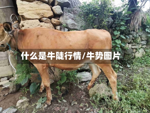 什么是牛陡行情/牛势图片-第2张图片