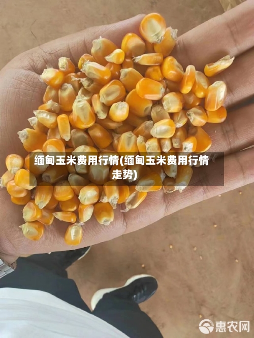 缅甸玉米费用行情(缅甸玉米费用行情走势)-第2张图片