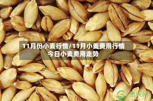 11月份小麦行情/11月小麦费用行情今日小麦费用走势-第2张图片