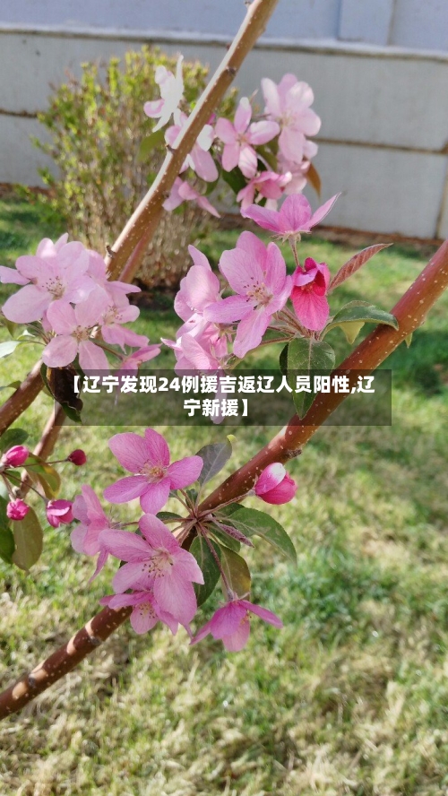 【辽宁发现24例援吉返辽人员阳性,辽宁新援】