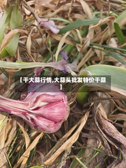 【干大蒜行情,大蒜头批发特价干蒜】-第2张图片