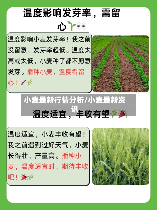 小麦最新行情分析/小麦最新资讯