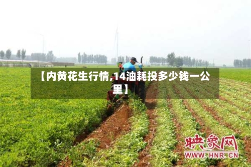 【内黄花生行情,14油耗投多少钱一公里】-第2张图片