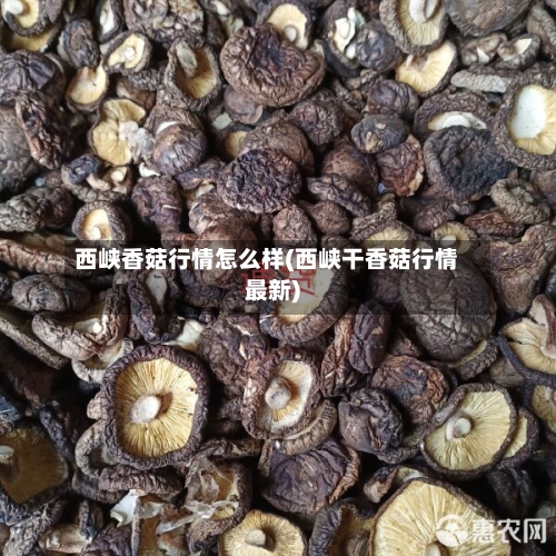 西峡香菇行情怎么样(西峡干香菇行情最新)-第3张图片