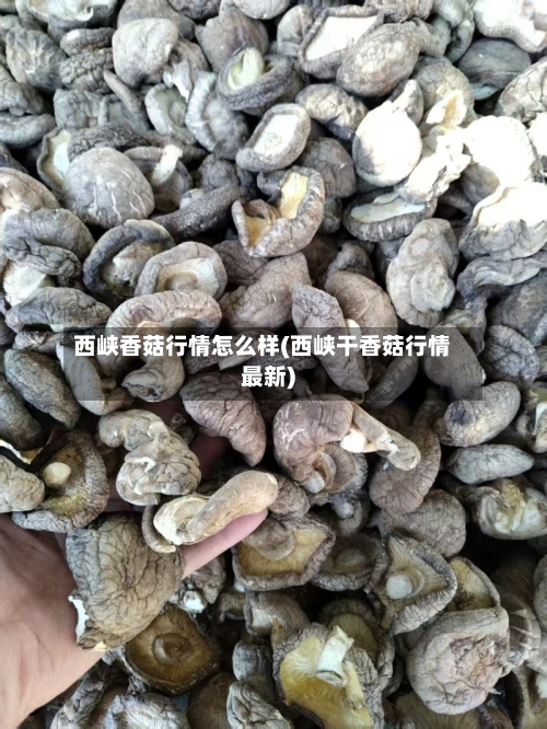 西峡香菇行情怎么样(西峡干香菇行情最新)-第2张图片