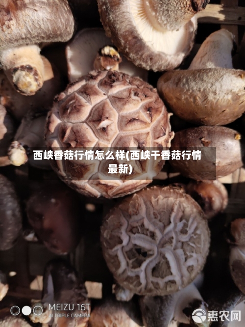 西峡香菇行情怎么样(西峡干香菇行情最新)