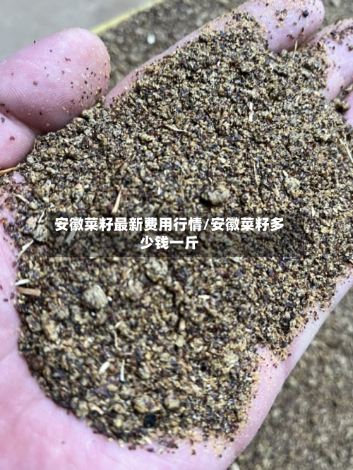 安徽菜籽最新费用行情/安徽菜籽多少钱一斤-第3张图片