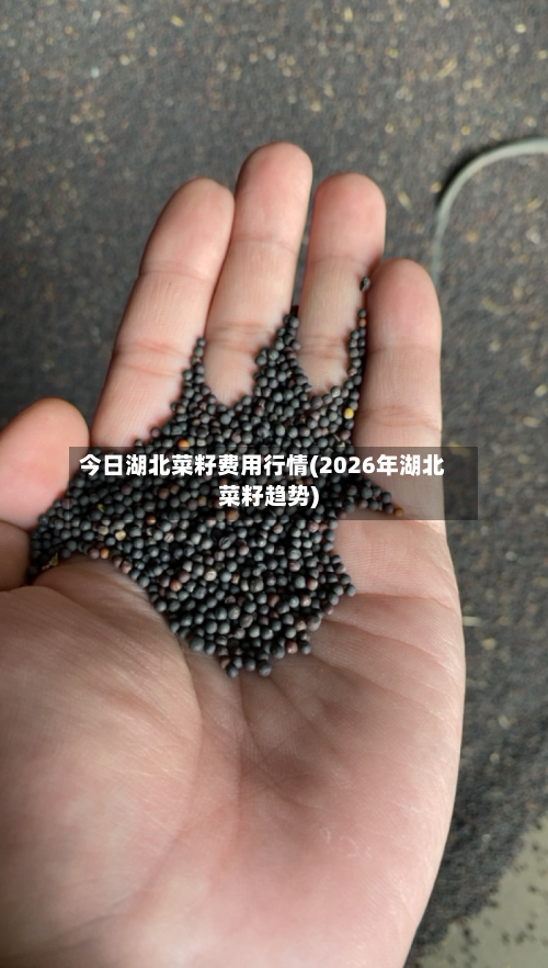 今日湖北菜籽费用行情(2026年湖北菜籽趋势)