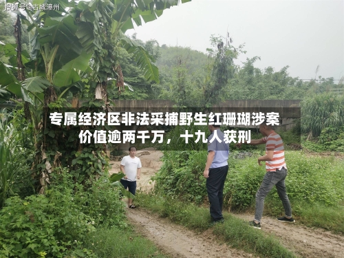 专属经济区非法采捕野生红珊瑚涉案价值逾两千万	，十九人获刑-第3张图片