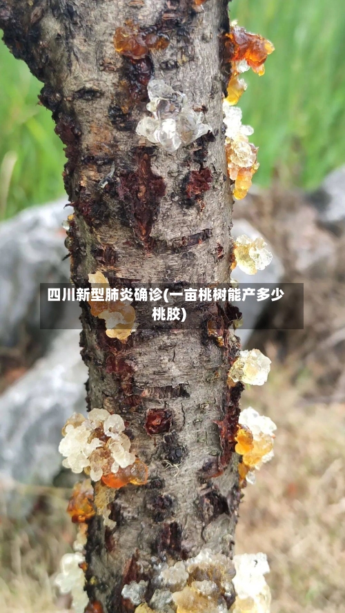 四川新型肺炎确诊(一亩桃树能产多少桃胶)-第2张图片