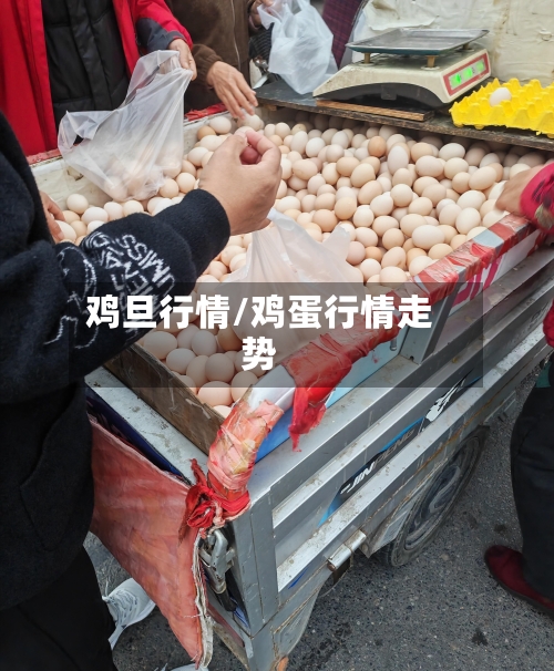 鸡旦行情/鸡蛋行情走势-第2张图片