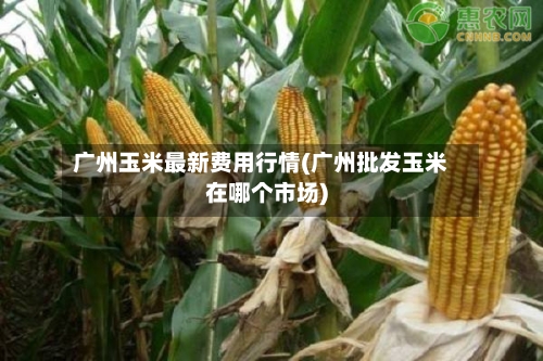 广州玉米最新费用行情(广州批发玉米在哪个市场)