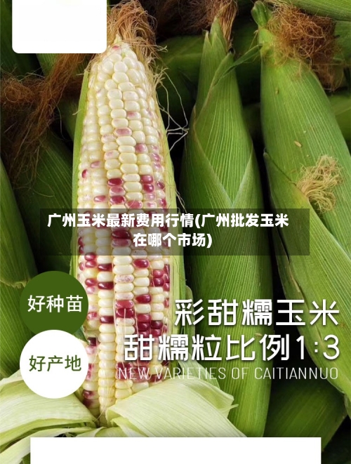 广州玉米最新费用行情(广州批发玉米在哪个市场)-第2张图片