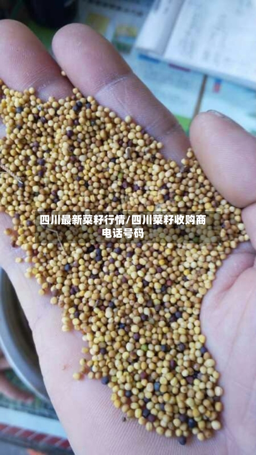 四川最新菜籽行情/四川菜籽收购商电话号码-第2张图片