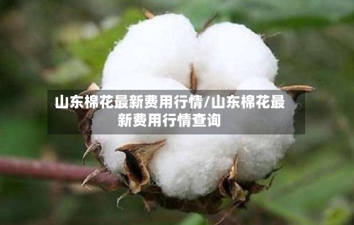 山东棉花最新费用行情/山东棉花最新费用行情查询