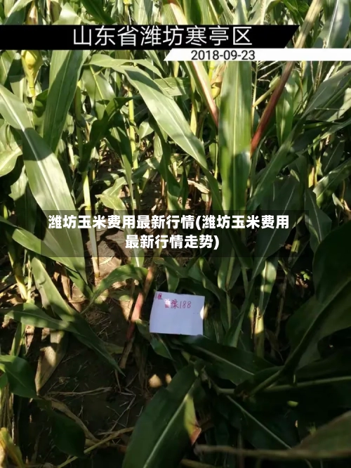 潍坊玉米费用最新行情(潍坊玉米费用最新行情走势)